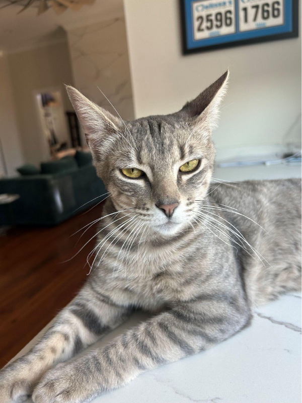 Abby’s cat Romeo